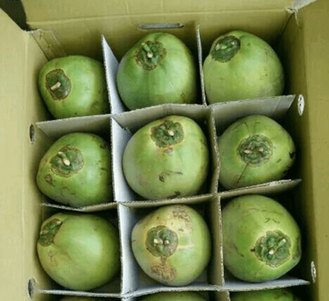 9 Pcs Coconut